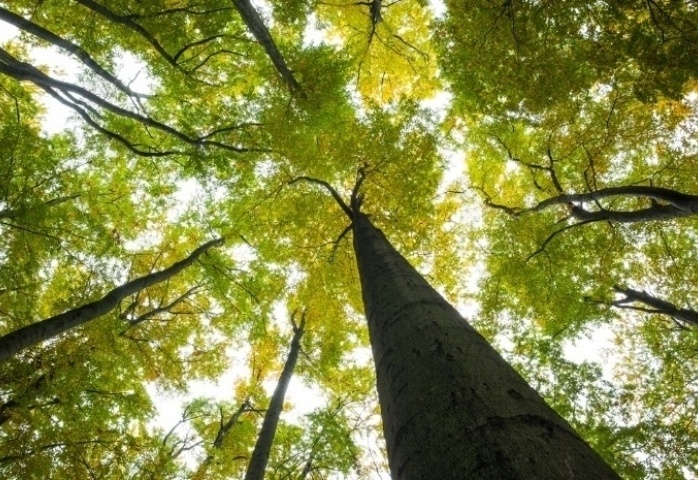 Low angle view of tall trees against the sky-632556-edited-672648-edited-655707-edited-785288-edited.jpeg